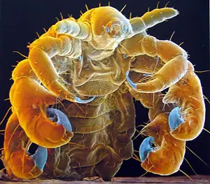 Las ladillas chupadoras