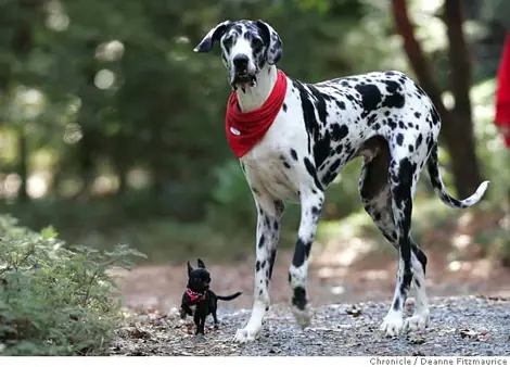 Gibson: El perro mas alto del mundo!