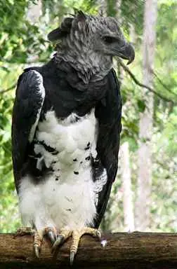 Top ten de médicos animales