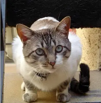 se te va a extrañar querido vann gogh