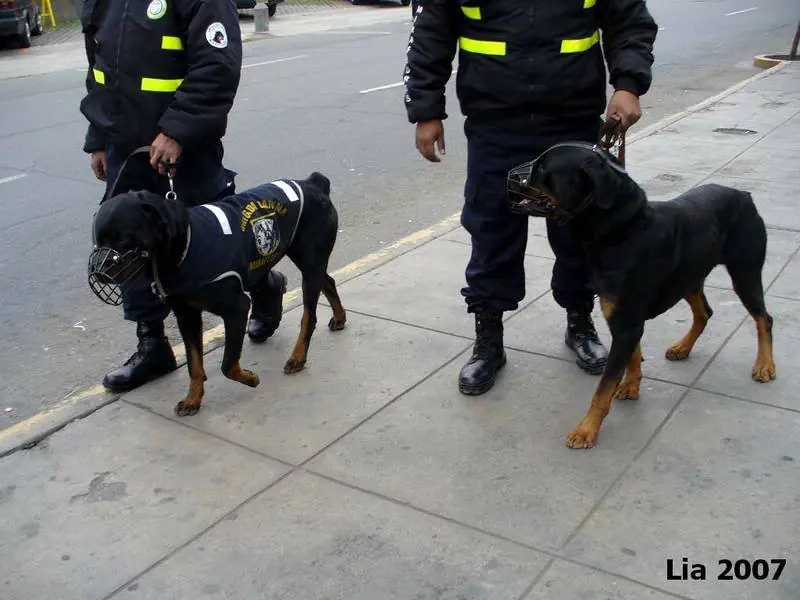 Perros Policias