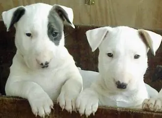 ¿De donde provienen los bull terrier?