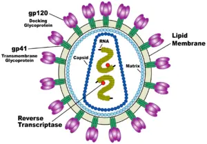 Identifican gen que podría neutralizar el HIV