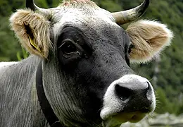 Quieren recuperar una vaca suiza extinta hace 30 años.