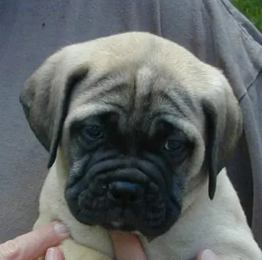 Bullmastiff - Una raza que promete-