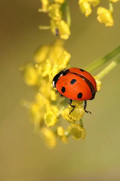 Coccinellidae