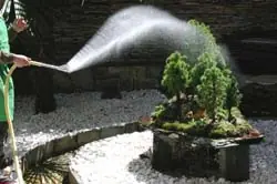 Como hacer un bonsai