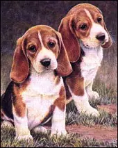 Las gastroenteritis caninas