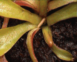 Plantas carnivoras