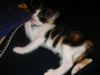 los gatos tricolores son gatas