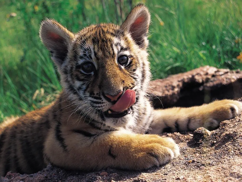 fondos de tigres