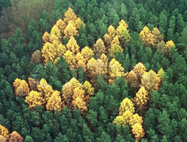 La Esvastica del Bosque