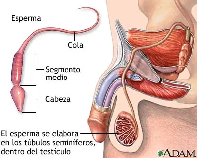 espermatozoides