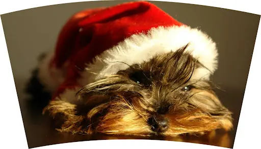 Reglas del Perro para Navidad