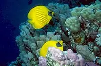 curiosidades sobre el planeta