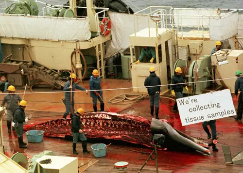 Salvemos a las Ballenas [Mega post]