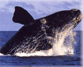 Salvemos a las Ballenas