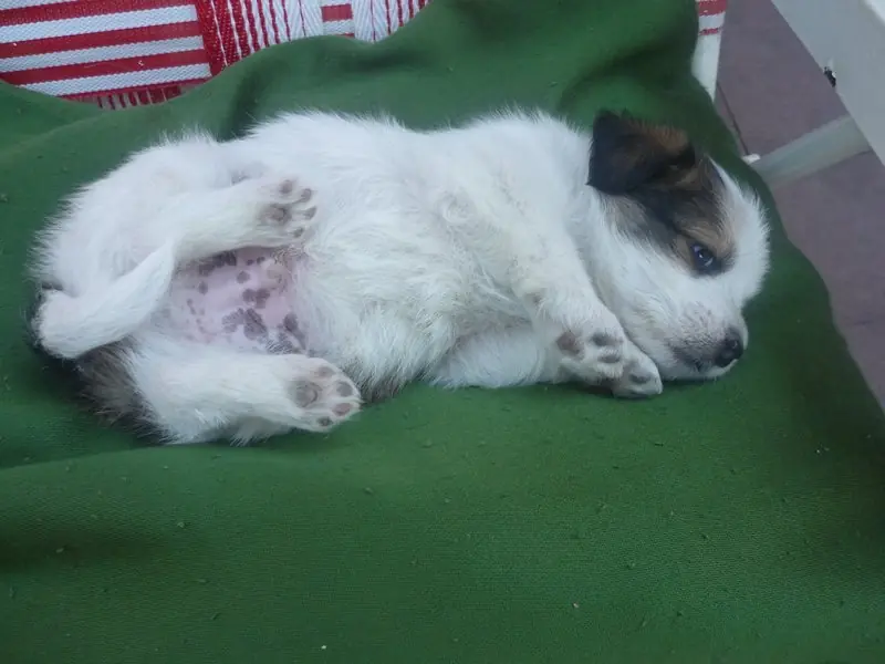 mi perrita candy y el hermano. entren!!