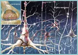10 mitos de la ciencia.