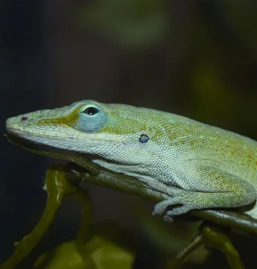 Origen evolutivo del pelo