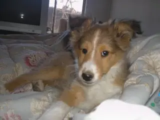 ¿Te gustan los perros? ¿Quieres aprender mas sobre ellos?