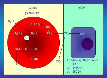 Equilibrio acido-base