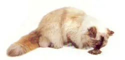 Atencion!! tu gato se puede estar drogando y no lo sabes!