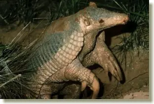 Tatú Carreta - el post que se merece