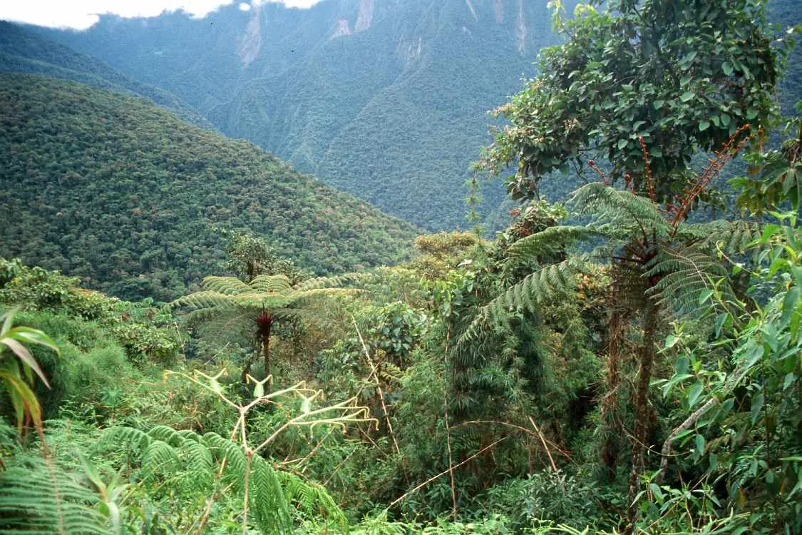 Las Yungas - Informe Completo