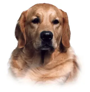 golden retriever