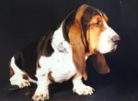basset hound
