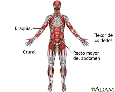 Fasciculaciones musculares