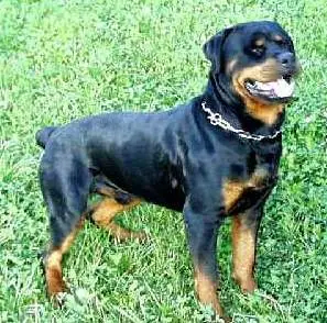 informacion sobre el perro rotweiler...