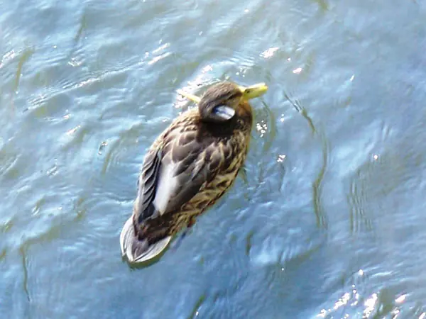 El Pato con mas Aguante