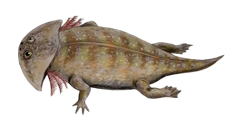 El Animal Mas Feo Del Mundo
