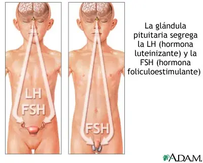 Examen de HL en orina (prueba casera)