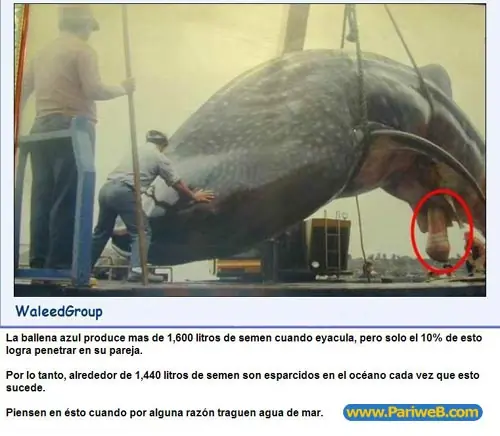 Para los que tragaron agua del Mar!