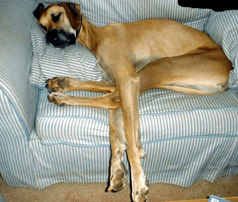 Curiosidades sobre los sueños!