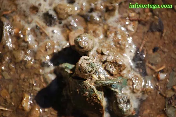 tortugas