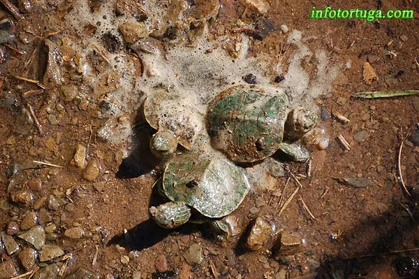 Todo sobre tortugas