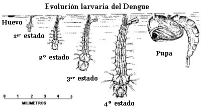 Dengue el peor enemigo del hombre