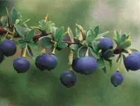 Mitos y Leyendas De Nuestro Pais