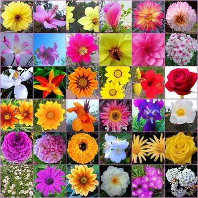 Escencias florales de Bach, complementarias para la salud