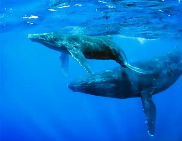 Ver la llegada de las ballenas en vivo