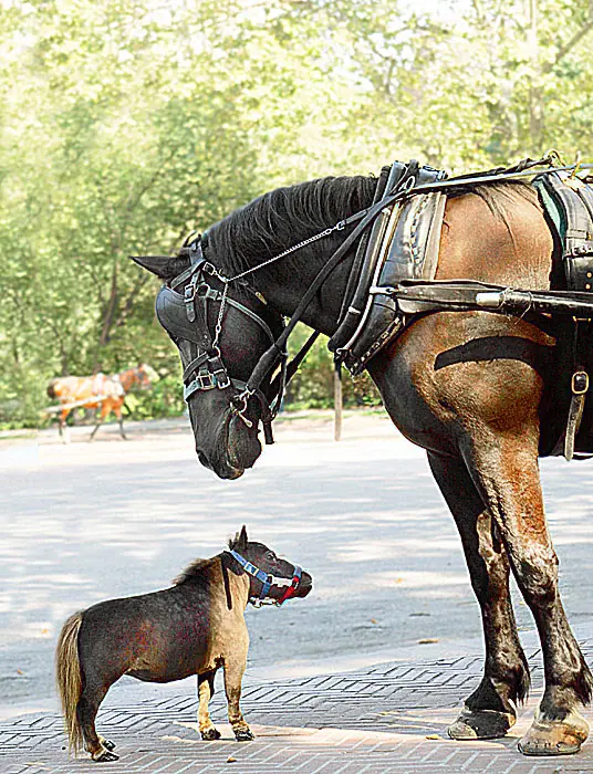 el caballito mas chiquitito del mundo increible