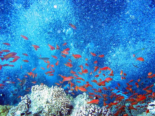 Buceando en el Mar Rojo