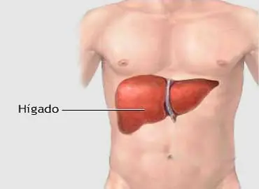 higado
