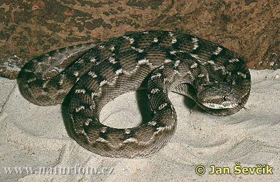 Iraq lo que le faltaba: invasión de víboras