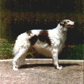 borzoi