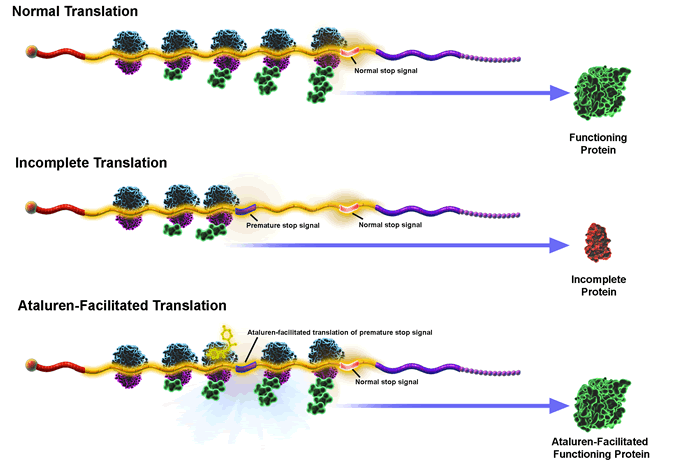 Avances Distrofia Muscular Duchenne